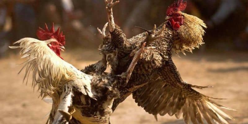 Một vài hình thức đá gà nổi trội nhất