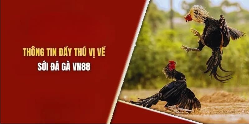 Sảnh đá gà luôn được bet thủ quan tâm đặc biệt